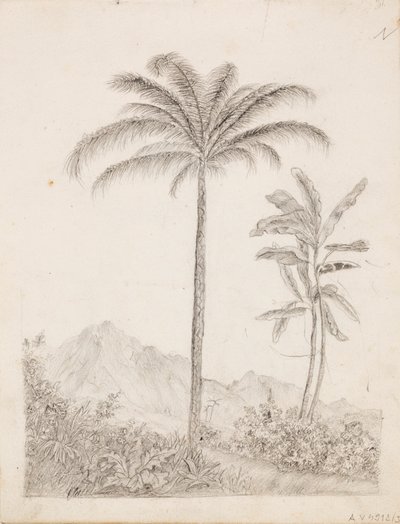 Palmy autorstwa Victoria Åberg