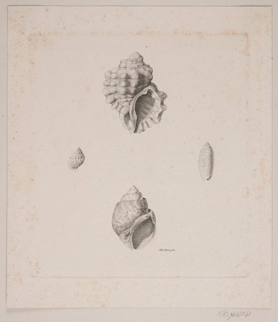 Konkylier ognia autorstwa Vilhelm Kyhn