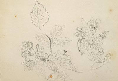 Recto: Studium kwiatowe, 1869-1871 autorstwa Vincent Colyer