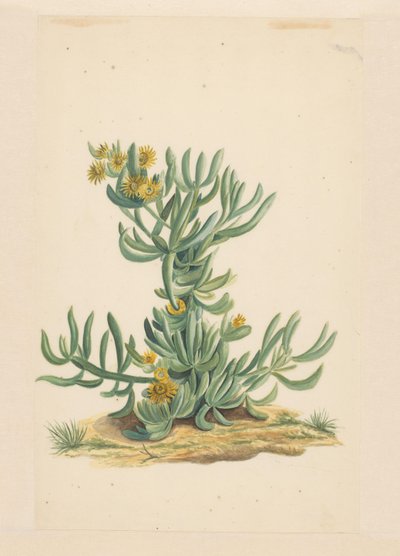 IJskruid (tytuł na obiekcie) autorstwa Vincent Jansz. van der Vinne (attributed to)