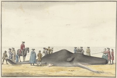 Kaszalot wymyty (cachelot) na plaży między Zandvoort a Wijk aan Zee, 20 lutego 1762, widok z przodu autorstwa Vincent Jansz. van der Vinne