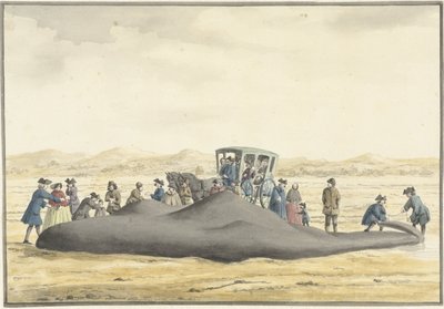 Kaszalot wyrzucony na plażę między Zandvoort i Wijk aan Zee, 20 lutego 1762, widok z tyłu autorstwa Vincent Jansz. van der Vinne