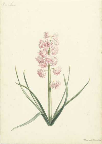 Hiacynt Coralien autorstwa Vincent Laurensz. van der Vinne (II)