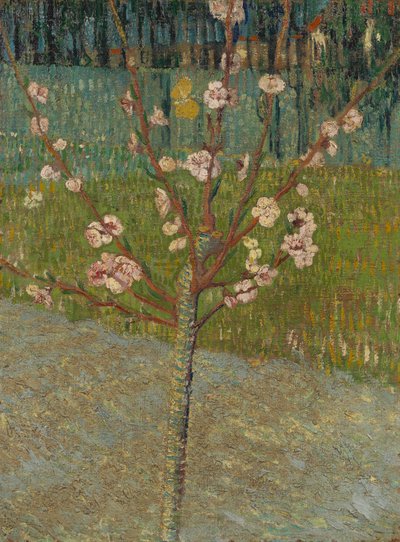 Kwitnące drzewo migdałowe autorstwa Vincent van Gogh
