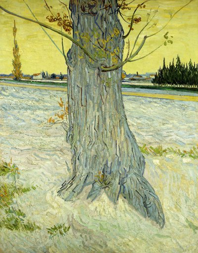 Stare Drzewo; Le Vieil Jeśli autorstwa Vincent van Gogh