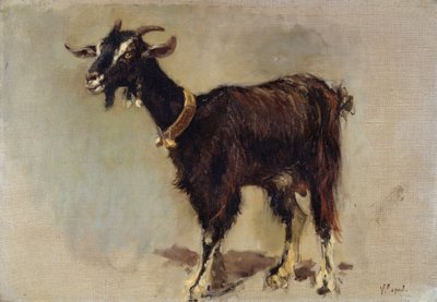 Koza autorstwa Vincenzo Caprile