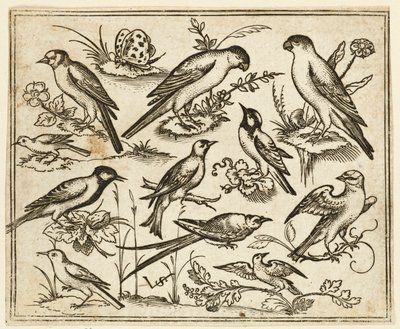 Jedenaście ptaków siedzących na kępach kwitnących liści i małych gałązek..., 1557. autorstwa Virgil Solis