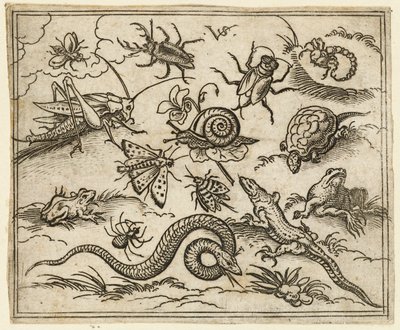 Grupa owadów i gadów na równinnym terenie ze skałami, w tym iguana, jaszczurka..., 1557. autorstwa Virgil Solis