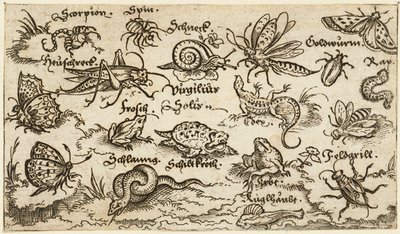 Owady, gady, ślimaki i ryby na minimalnym gruncie z wodą na pierwszym planie..., 1572. autorstwa Virgil Solis