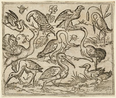 Struś po lewej stronie z dziewięcioma innymi ptakami, w tym czaplą i pelikanem..., 1557. autorstwa Virgil Solis