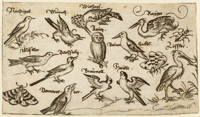 Dwanaście rodzajów ptaków, w tym sowa i pelikan, indywidualnie oznakowane i umieszczone..., 1572. autorstwa Virgil Solis