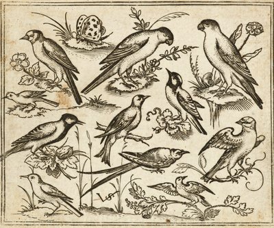 Jedenaście ptaków siedzących na płatach kwitnących liści i małych gałęzi na minimalnym podłożu z motylem, z albumu Douce Ornament Prints I autorstwa Virgilius the elder (after) Solis