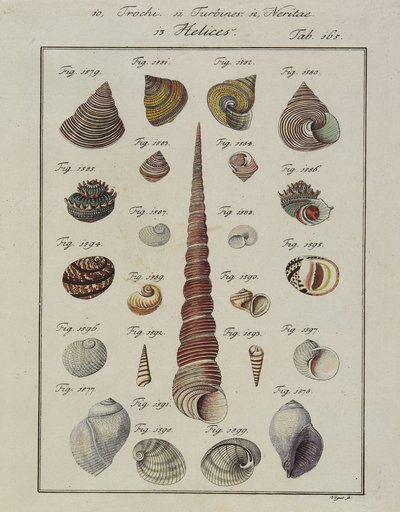 Muszle: Trochi, Turbines, Neritae Helices, z Neues Systematisches Conchylien-Cabinet, 1784 (akwaforta i grawer ręcznie kolorowana) autorstwa Vogel