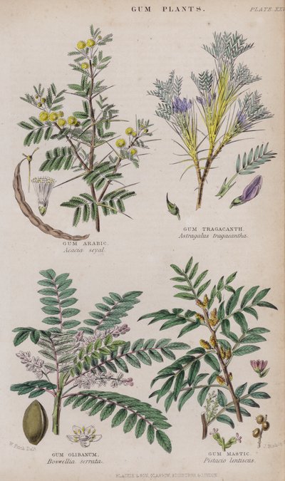 Guma arabska; guma tragakantowa; guma olibanum; Gum Mastic (kolorowe grawerowanie) autorstwa W. Fitch