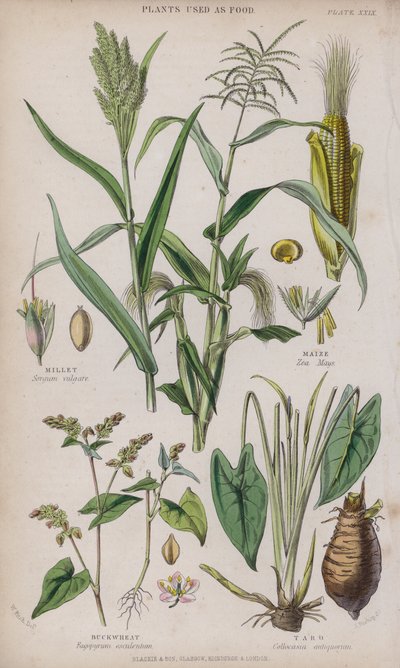 Proso; Kukurydza; Gryka; Taro (kolorowy grawer) autorstwa W. Fitch