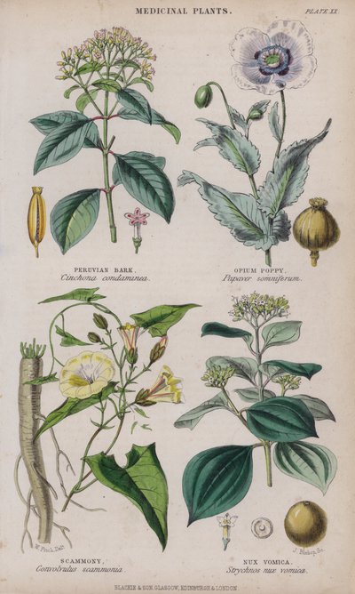 kora peruwiańska; MAK lekarski; scammon; Nux Vomica (kolorowy grawerunek) autorstwa W. Fitch