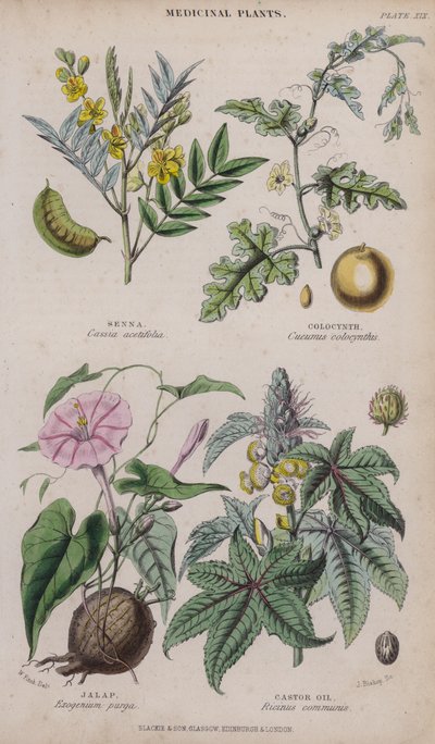 Senna; Kolocynt; Jalap; Olej rycynowy (kolorowy grawerunek) autorstwa W. Fitch