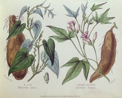 Yam and Sweet Potato (kolor grawerowany) autorstwa W. Fitch