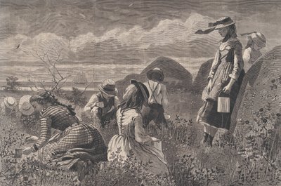 Zbieranie jagód Harper