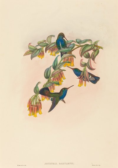 Agyrtria bartletti (szmaragd Bartletta) autorstwa W. Hart