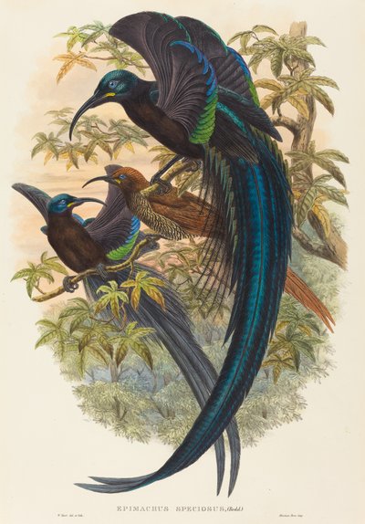 Epimachus speciosus (rajski ptak sierpowaty) autorstwa W. Hart