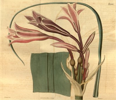 Crinum bulbispermum autorstwa W. Herbert