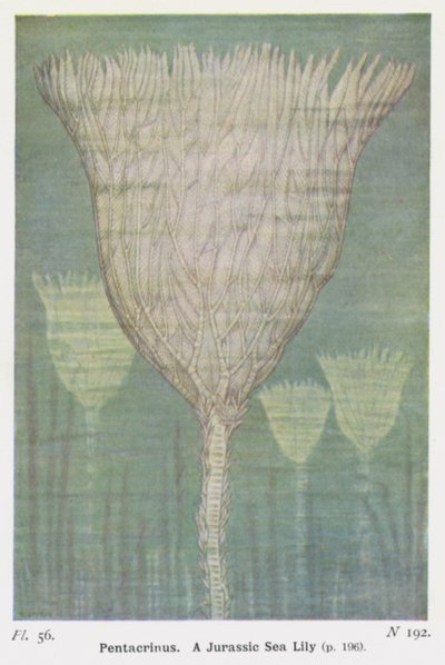 Pentacrinus, Lilia jurajska (kolor lito) autorstwa W. J. Stokoe