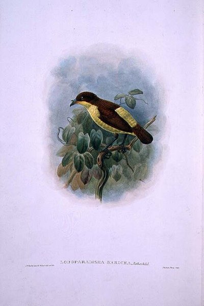 Loboparadisea serica, Rajski ptak wodnodzioby (kolor lito) autorstwa W. and Keulemans J.G. Hart