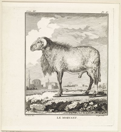 Baran Le Morvant (tytuł na obiekcie) autorstwa W. Tringham