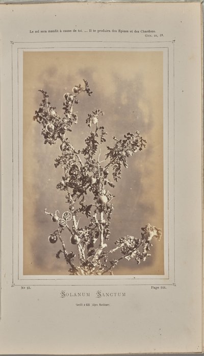 Solanum sanctum, cuelli w Èze (Alpes-Maritimes) autorstwa W. de Bray