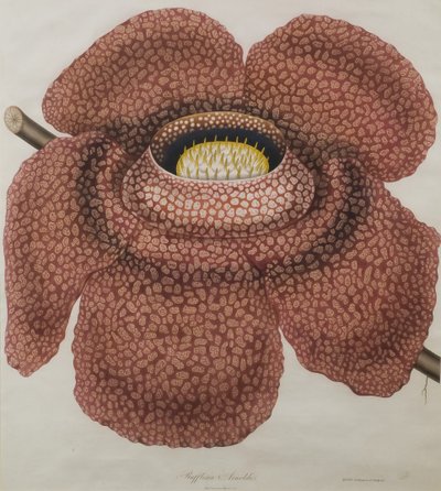 Kwiat Rafflesia arnoldii autorstwa Waldell