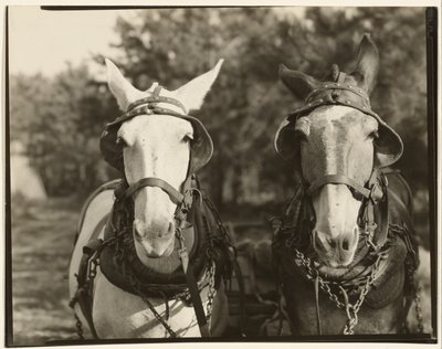 [Dwa muły, hrabstwo Hale, Alabama]. autorstwa Walker Evans