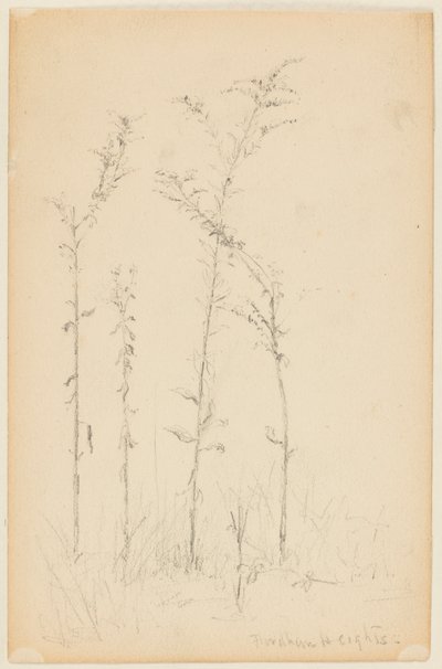 Badanie dzikich roślin, Fordham Heights autorstwa Walter Clark