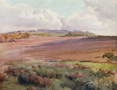 The New Forest: Across Malwood Walk from the Road to Fritham (kolor lito) autorstwa Walter Frederick Roofe Tyndale