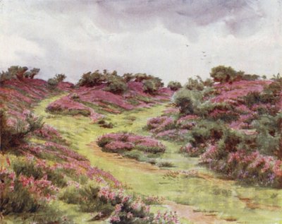 The New Forest: Bell Heather na Setley Plain (kolor lito) autorstwa Walter Frederick Roofe Tyndale