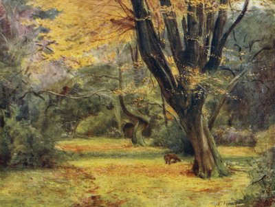 The New Forest: Maples, w pobliżu Queen