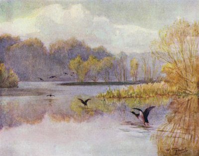 Nowy Las: Basen w Minstead Mill (kolor lito) autorstwa Walter Frederick Roofe Tyndale