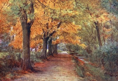Wessex: Bockhampton Bank, niedaleko Dorchester (kolorowa litografia) autorstwa Walter Frederick Roofe Tyndale