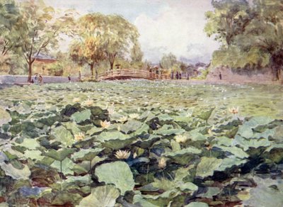 Biały Lotos, Fosa Zamkowa, Kofu autorstwa Walter Frederick Roofe Tyndale