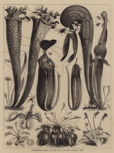 Rośliny mięsożerne w Królewskich Ogrodach Botanicznych, Kew autorstwa Walter Granville Smith