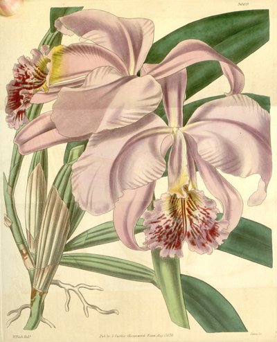Cattleya mossiae autorstwa Walter Hood Fitch