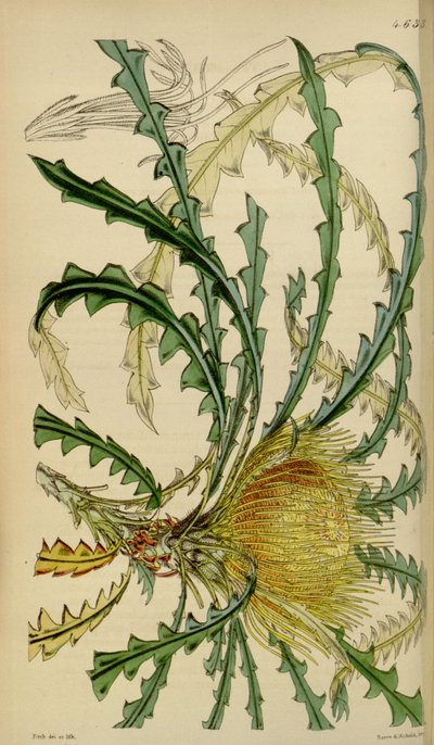Magazyn botaniczny Curtisa - Talerz 4633 - Dryandra nobilis autorstwa Walter Hood Fitch