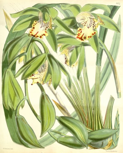 Cymbidium hookerianum autorstwa Walter Hood Fitch