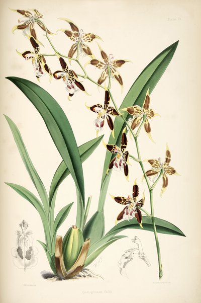 Odontoglossum hallii autorstwa Walter Hood Fitch