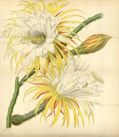 Selenicereus macdonaldiae autorstwa Walter Hood Fitch