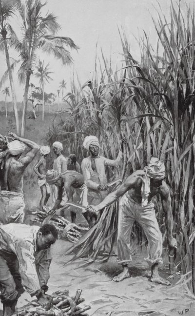Trinidad Coolies przy pracy na polu trzciny cukrowej (litografia) autorstwa Walter Paget