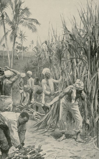 Trinidad Coolies w pracy na polu trzciny cukrowej autorstwa Walter Stanley Paget