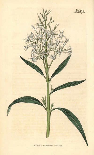 Niebieska amsonia – Amsonia tabernaemontana var. salicifolia (amsonia wierzbolistna, Amsonia salicifolia). Ręcznie kolorowana rycina botaniczna autorstwa Weddella z magazynu „Curtis