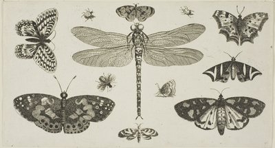 Ważka, biedronki i motyle z Diversae Insectorum... Figurae autorstwa Wenceslaus Hollar
