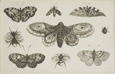 Ćma, motyle i pszczoły autorstwa Wenceslaus Hollar